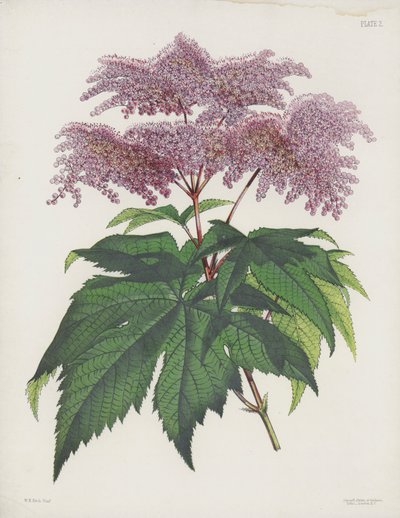 The Palmate-Leaved Spiraea, Spiraea Palmata by English School